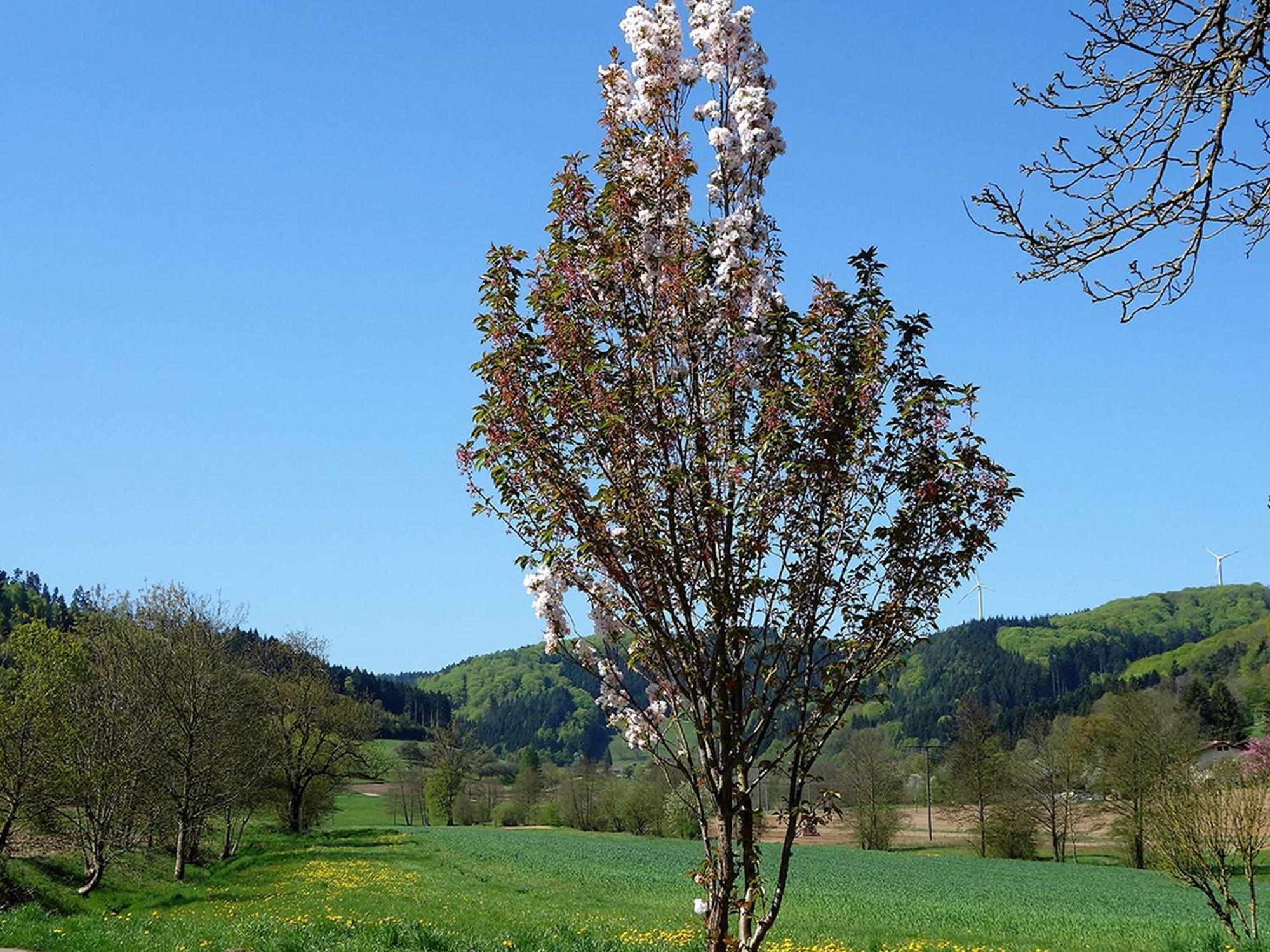 Ferienwohnungen Braun Seelbach  Exterior foto